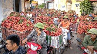 Личи/Lychee | Как это растет?