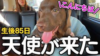 【お迎え初日】生後2か月半のラブラドールの子犬をお迎えしました！