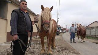 Caii lui Duca de la Girisu de Cris, Bihor - 2025 Nou!!!