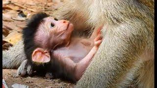 Not Reach MIlk Mom: Baby Tilly Today | Real Primate