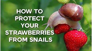 How To Protect Your Strawberries From Slugs And Snails