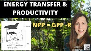 ENERGY TRANSFER & PRODUCTIVITY: A-level Biology.  NPP = GPP-R