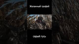 Размеры впечатляют, СЕРЫЙ ГУСЬ  #shorts