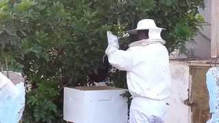 Apiculture : Capture d'un essaim جمع سرب من النحل