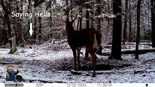 Pair Of Whitetail Deer Bucks Say Hello (Trail Cam Capture)
