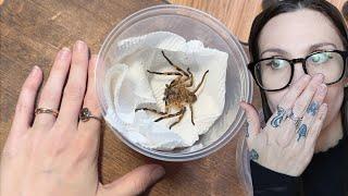 I was NOT PREPARED!.. Unboxing the SCARIEST Spider I now own from Frank Somma