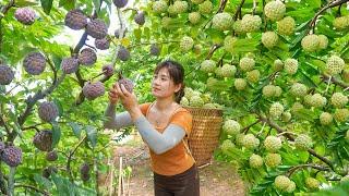 Harvesting Custard Apple Fruit Goes To Market Sell - Woodworking Make Bowl Shelf | My Bushcraft