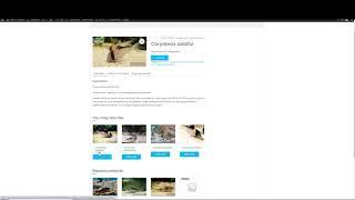 Planet corydoras Website