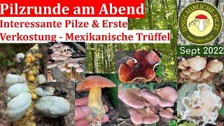 Interessante  Pilze im Herbst Wald - Erstverkostung Mexikanischer Trüffel, Sept 2022