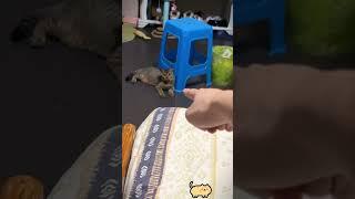Rebel cat  #funny #funnyanimals #pets #cat