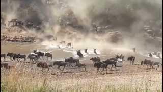 Wildebeest crossing the Mara River July 2014