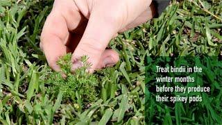 How to treat Bindii + Clover in your lawn | Winter Weeds Watch