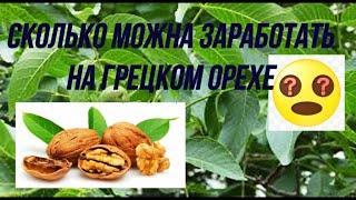 Сколько можно заработать на грецком орехе???Мой личный опыт)