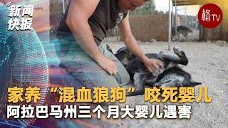 悲剧！家养宠物“混血狼狗”咬死三个月大婴儿