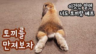 롭이어 토끼의 스킨십 어딜 만져주면 좋아할까? 좋아하는 부위와 싫어하는 부위 Where Do Rabbits Like To Be Petted?