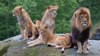 jungle main lion ka shikar #bbc #pet hobbies hindi #facts junkie #watchmojo.com