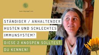 Ständiger / anhaltender Husten und schlechtes Immunsystem? Diese 2 Knospen solltest du kennen!