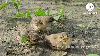 Three little sparrow kids are searching for safe place | Bird babies