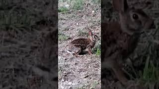 Insanely close to a Texas Wild Rabbit
