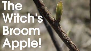 The Witch's Broom Apple!