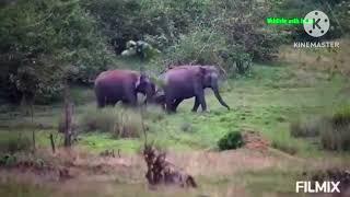 Tiger roar making Elephants with a calf nervous. #Nagarahol Tiger Reserve. #Tiger vs Elephant.