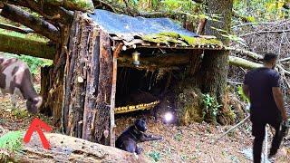 Building a survival shelter in the forest/camping with my dog/bushcraft shelter/ cows in the forest