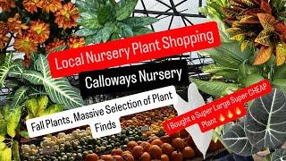 Big Box Store Plant Shopping Shop Local Nursery Calloway's Fall Plant Selections Indoor Houseplants