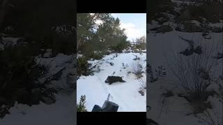 охота на кабана так близко на снегу #cinghiale #chasse #wildboar #охота #дикий кабан#hunting