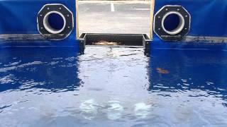 Deepwater Koi's Fish Safe Skimmer 5
