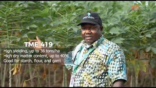 Cassava Matters Episode 12  - Cassava Varieties (TME 419)