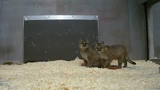 Zoo Welcomes Orphaned Cougar Cubs