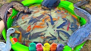 Fishing for ornamental fish in the pond, big catfish, koi fish, betta fish, colorful chickens, ducks