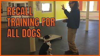 Recall Training for All Dogs How To Dog Training