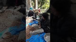 @ Apricot Kernels Processing in Ladakh Achinathang