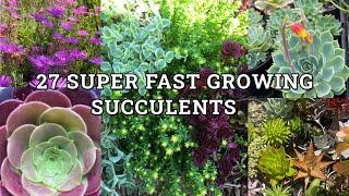 Fastest Growing Succulents | 25 Super Fast Growing Succulent Plants With Names