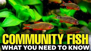Best Freshwater Community Fish explained in 11 minutes