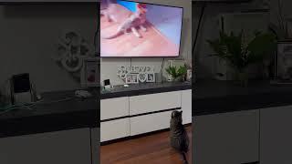 #веселыекоты #cat #прикольныекоты #animals #красиваякошка #funny #видосыоткота #nature #моякошка