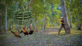 Skills for Making Traps, Catching Wild Chickens, Harvest Figs - Surviving Alone in the Wild