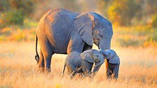 A pretty baby elephant and such a defenseless hoot is not at all small