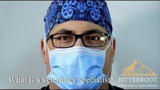 What Is A Veterinary Specialist