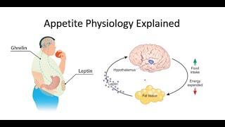 Appetite: Ghrelin and Leptin Explained