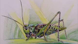 For children. How to draw grasshopper. Locust/Как нарисовать кузнечика. Саранча
