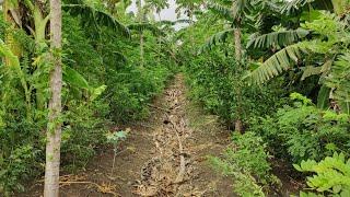 subash palekar natural farming | fruit forest | agriculture friend