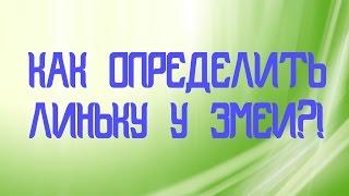 Как определить линьку у змеи?!