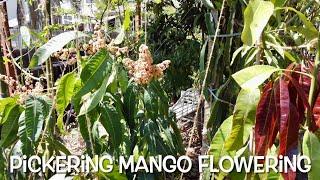 Super Dense Tropical Fruit Tree Forest in California's Central Valley