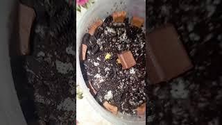 Dream chocolate cake #shortvideo #