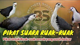 PIKAT RUAK-RUAK   Pikat untuk Ruak semak yang susah keluar