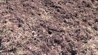 1st Time making a Whitetail Institute Food Plot *Part 1*(measuring/tilling/soil sample)