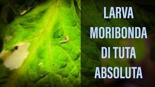 Larva di Tuta Absoluta Pomodoro moribonda dopo il trattamento