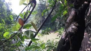 Crossing Living Tree Bride in Baduy Tribe